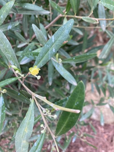 Beyeria viscosa, photographed by krumpianking