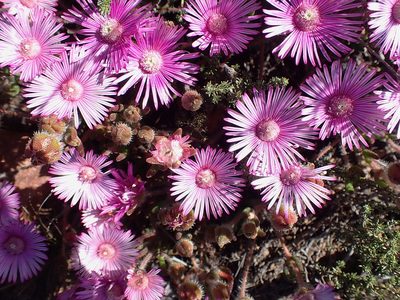 Drosanthemum striatum, photographed by Di Turner