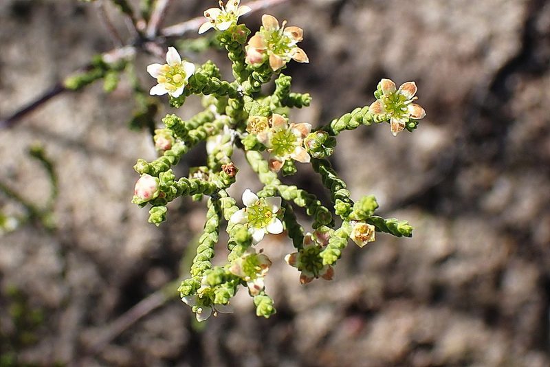 Diosma apetala, photographed by Di Turner