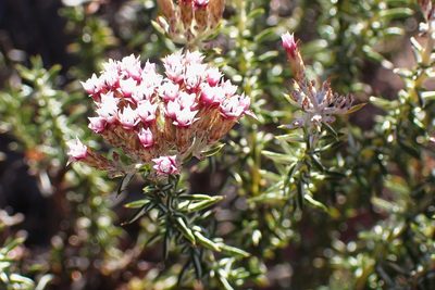 Metalasia massonii, photographed by Di Turner