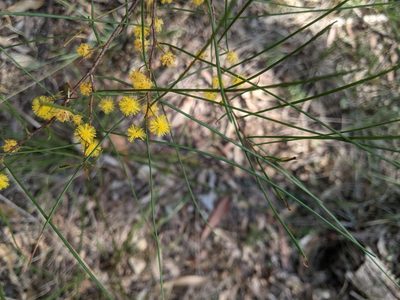 Acacia juncifolia, photographed by Nick Swanson