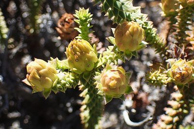 Oedera imbricata, photographed by Di Turner