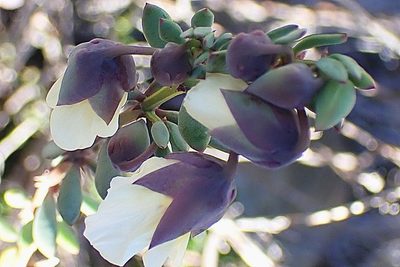 Roepera fulva, photographed by Di Turner