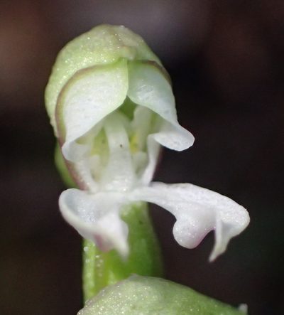 Disperis disiformis, photographed by Nicola van Berkel