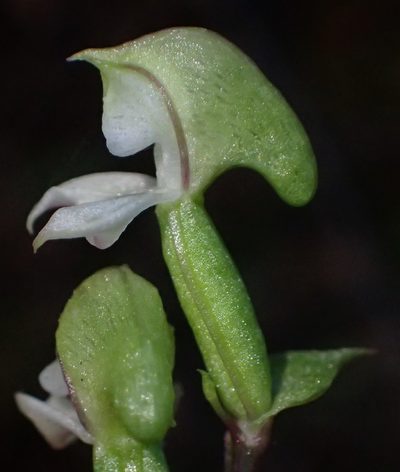 Disperis disiformis, photographed by Nicola van Berkel