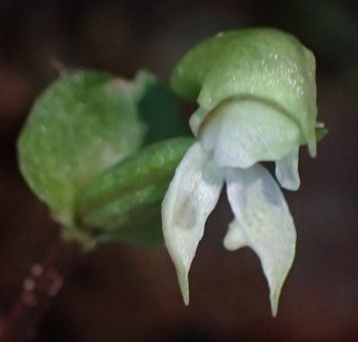 Disperis disiformis, photographed by Nicola van Berkel