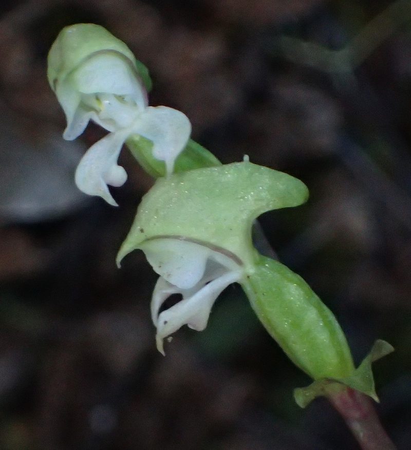 Disperis disiformis, photographed by Nicola van Berkel