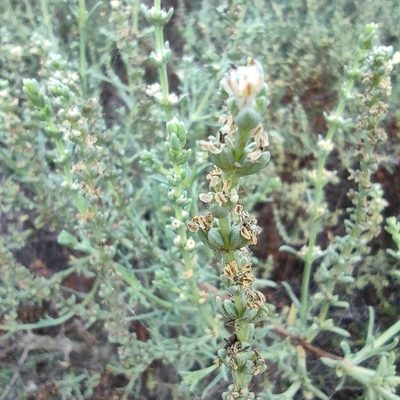 Soda oppositifolia, photographed by Daniel Heras González