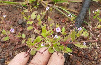 Bonnaya ciliata, photographed by OnePlanet