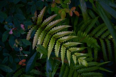Woodwardia japonica, photographed by Yi CHEN