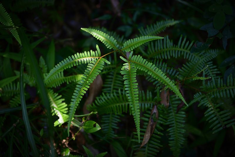 Dicranopteris pedata, photographed by Yi CHEN