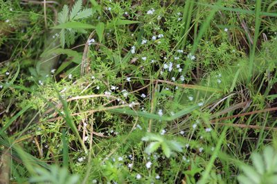 Galium uliginosum, photographed by Tatiana Strus