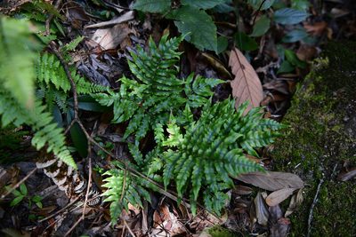 Woodwardia japonica, photographed by Yi CHEN