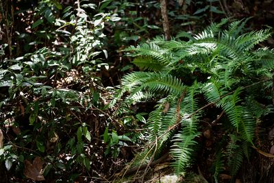 Plagiogyria falcata, photographed by Yi CHEN