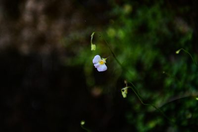 Utricularia striatula, photographed by Yi CHEN