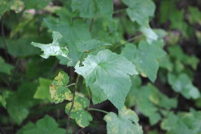 Ribes spicatum, photographed by Tatiana Strus
