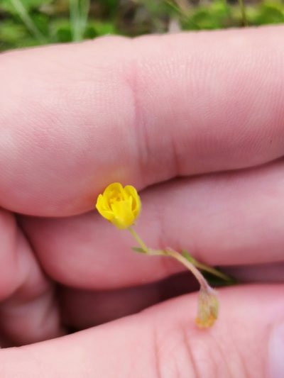 Helianthemum oelandicum, photographed by Daniel Ellehammer Larsen