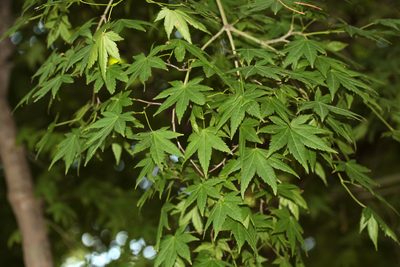 Acer palmatum, photographed by Jamie Griffiths