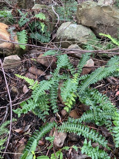 Blechnum australe, photographed by Dave Richardson