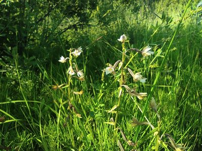 Epipactis palustris, photographed by Valentin Kosterin