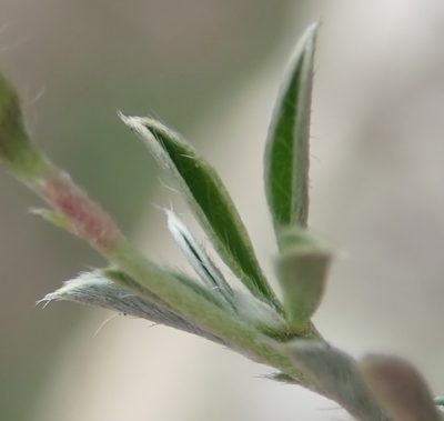 Argyrolobium argenteum, photographed by Nicola van Berkel