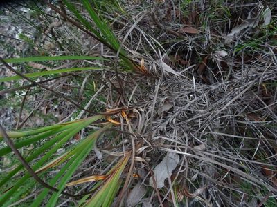 Patersonia glabrata, photographed by Gary Williams