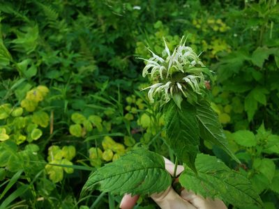 Monarda clinopodia, photographed by Jody Shugart