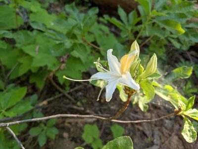 Rhododendron occidentale, photographed by Zac Peterson