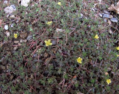 Portulaca quadrifida, photographed by Paulmathi Vinod