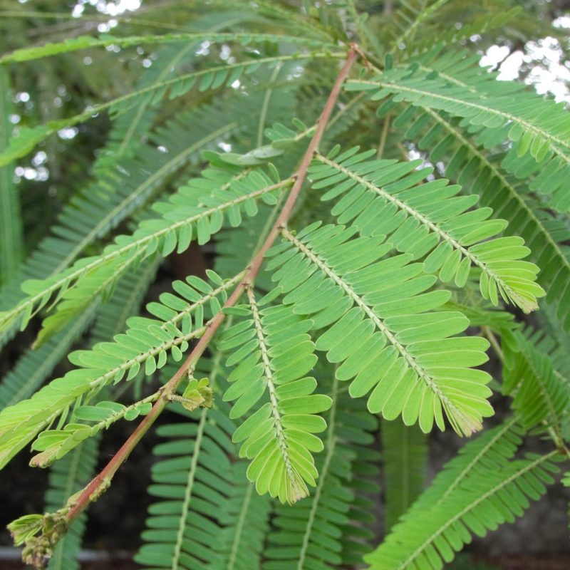 Phyllanthus emblica, photographed by Paulmathi Vinod