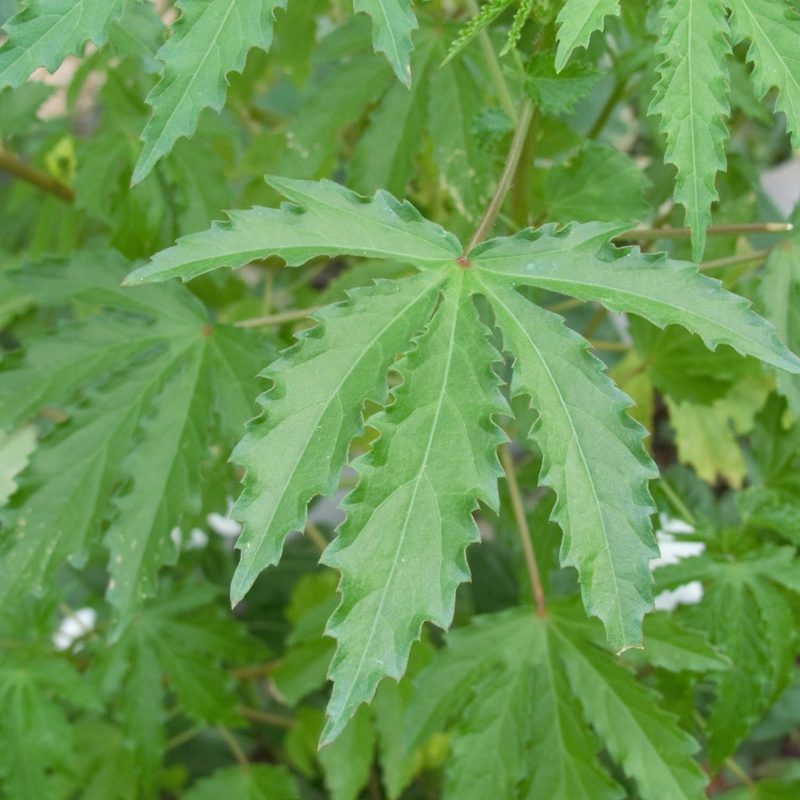 Sabdariffa radiata, photographed by Paulmathi Vinod
