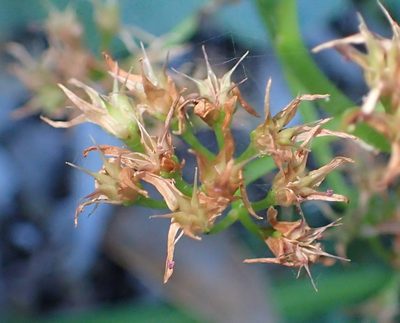 Crassula lactea, photographed by Nicola van Berkel