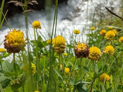 Trifolium badium, photographed by Justus Müller-Kiefer