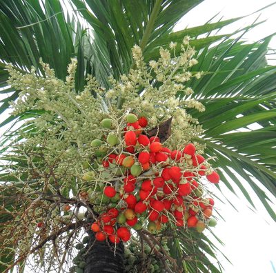 Adonidia merrillii, photographed by Carlos A. Padrón P.