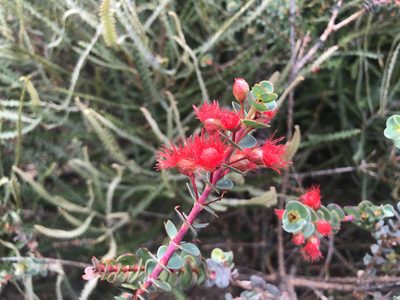 Verticordia grandis, photographed by Cal Wood