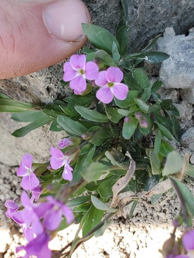 Boechera lyallii, photographed by Shane Johnson