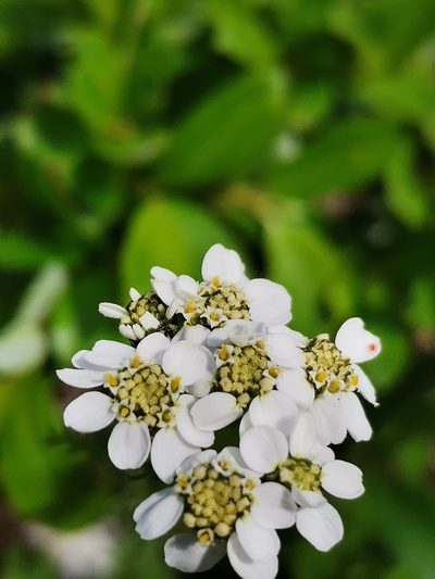 Achillea clusiana, photographed by Daniel Ellehammer Larsen