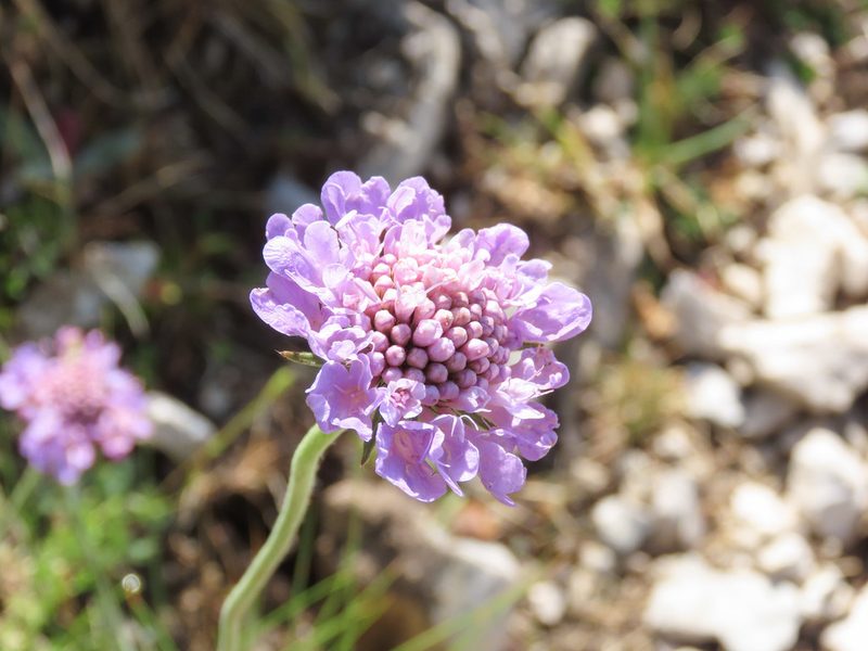 Scabiosa pyrenaica, photographed by Emanuele Santarelli