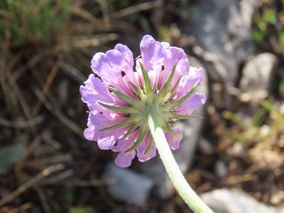 Scabiosa pyrenaica, photographed by Emanuele Santarelli