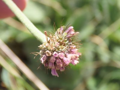 Scabiosa pyrenaica, photographed by Emanuele Santarelli