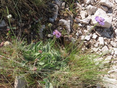 Scabiosa pyrenaica, photographed by Emanuele Santarelli