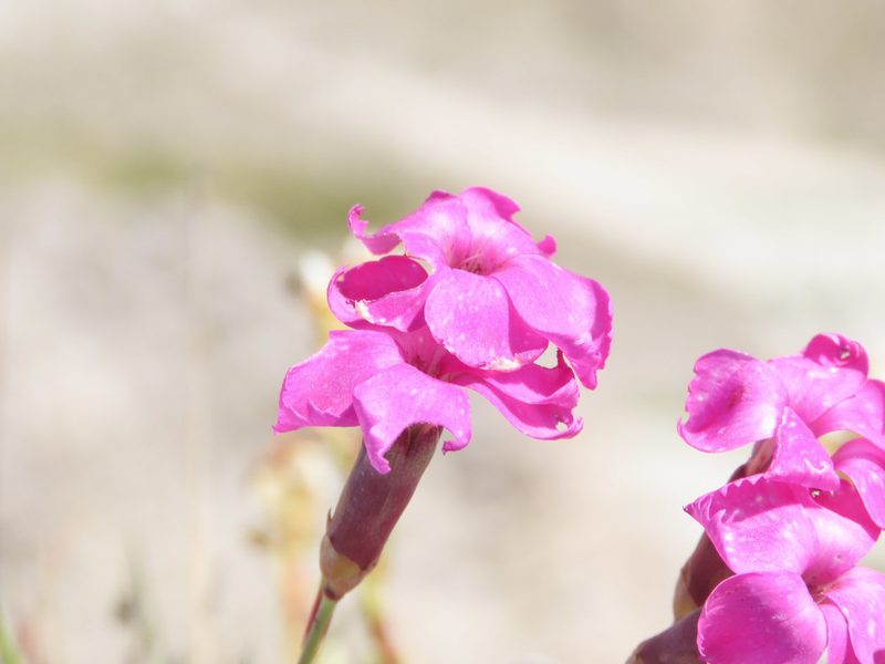 Dianthus brachycalyx, photographed by Emanuele Santarelli