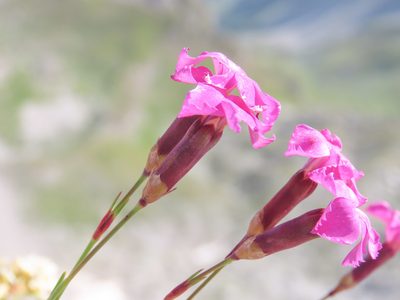 Dianthus brachycalyx, photographed by Emanuele Santarelli