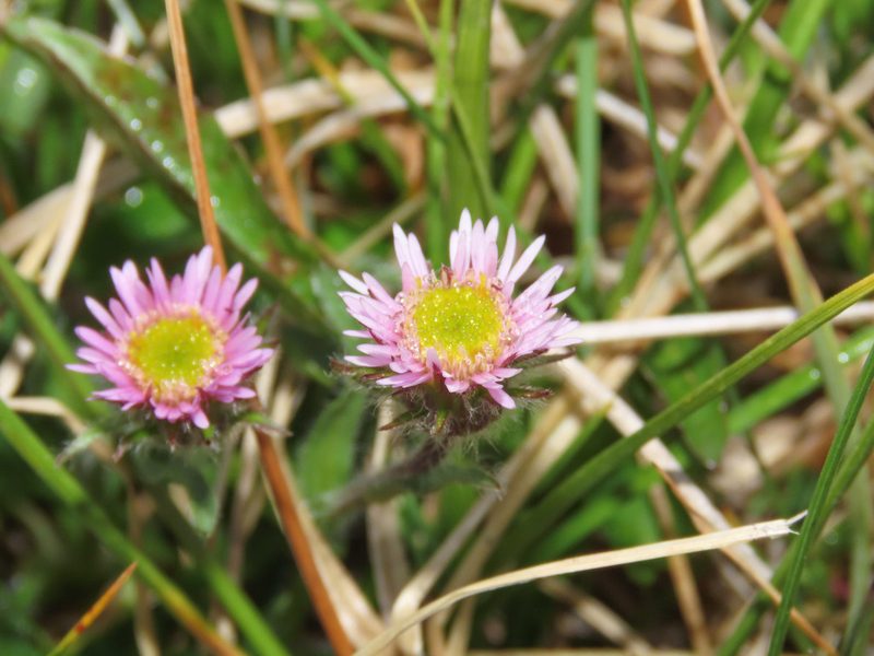 Erigeron epiroticus, photographed by Emanuele Santarelli