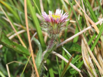 Erigeron epiroticus, photographed by Emanuele Santarelli