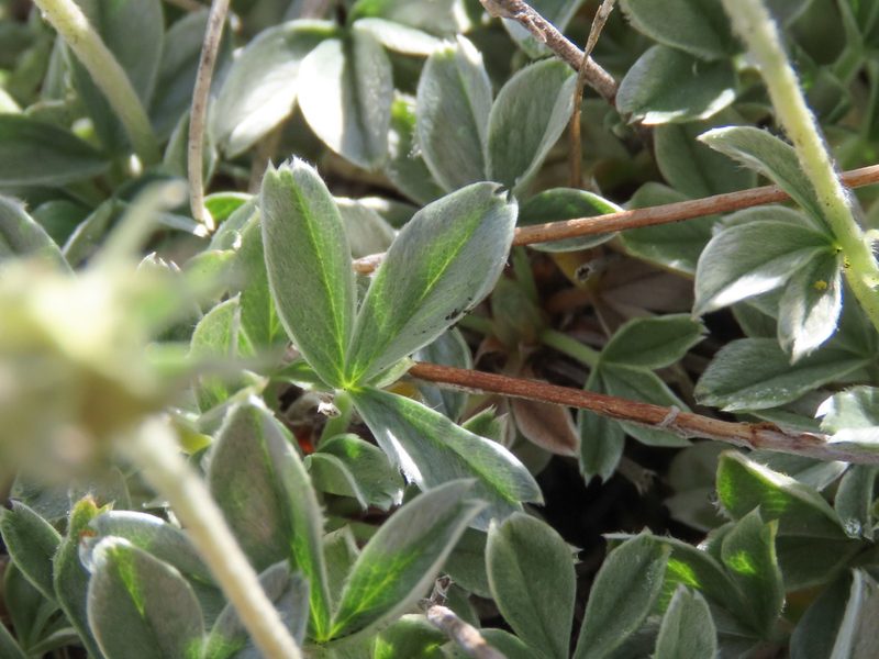 Potentilla apennina, photographed by Emanuele Santarelli