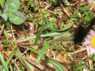Erigeron epiroticus, photographed by Emanuele Santarelli