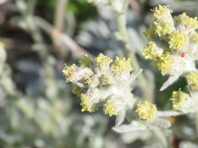 Artemisia umbelliformis, photographed by Emanuele Santarelli