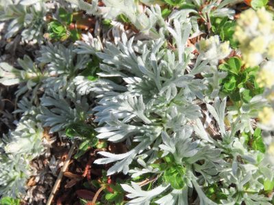 Artemisia umbelliformis, photographed by Emanuele Santarelli