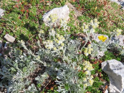 Artemisia umbelliformis, photographed by Emanuele Santarelli